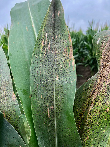 Figure 3. Tar spot on symptoms and signs on corn leaves. Photo credit: Damon Smith