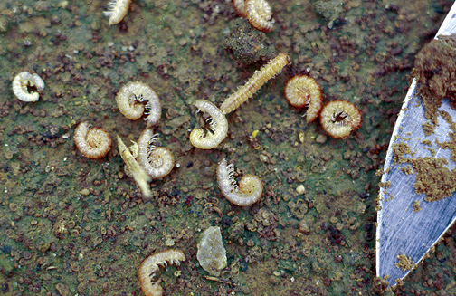 Millipedes, i.e., decomposers, killed by foliar insecticide
