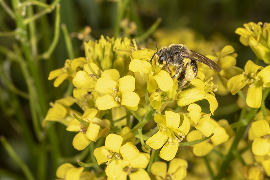 Solitary bee working yellow rocket (mustard) flowers