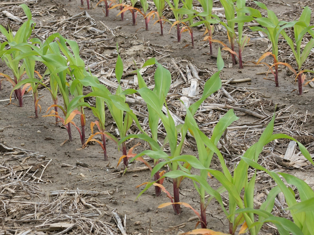 Corn younger than about V6 (six fully exposed leaf collars) is more susceptible to ponding damage than is corn older than V6. 