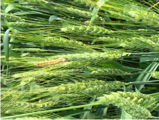Armyworm feeding on wheat heads, May 23, Knox County. (Photo provided by Gene Flaningam)