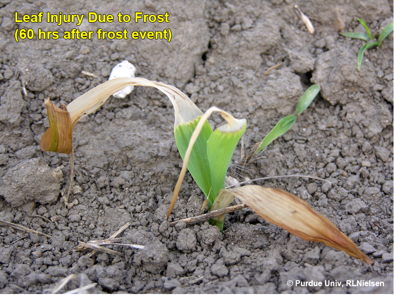 60 hrs post-frost, visible elongation of undamaged leaf tissue from whorl of plant