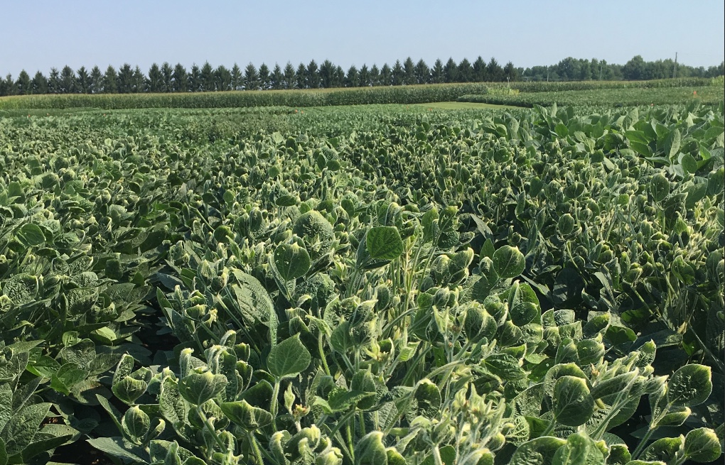 New Extension Publication on Differentiating 2,4D and Dicamba Injury
