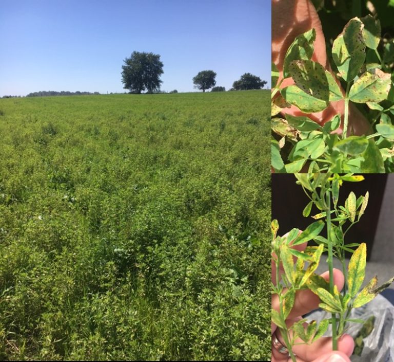 Foliar Diseases of Alfalfa Purdue University Pest&Crop newsletter