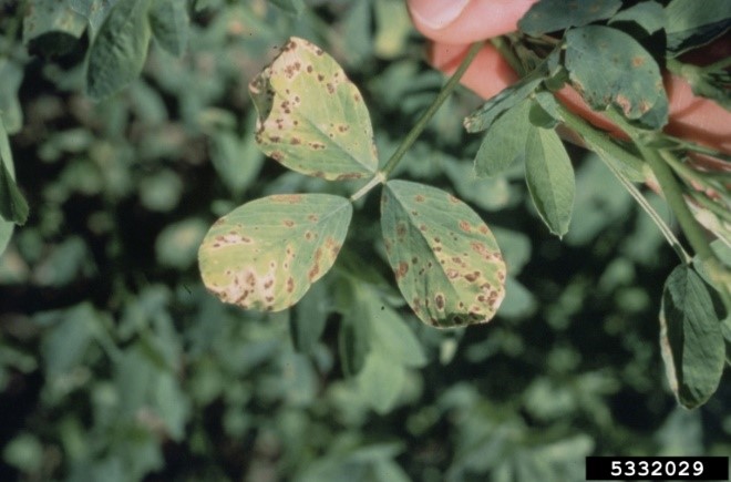 Figure 2. Common leaf spot (Pseudopeziza medicaginis). Photo credit: Erik Stromberg, Virginia Polytechnic Institute and State University, Bugwood.org