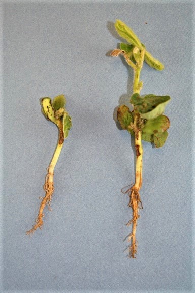 Figure 4. PPO injury on soybean seedlings (Credit: Travis Legleiter)