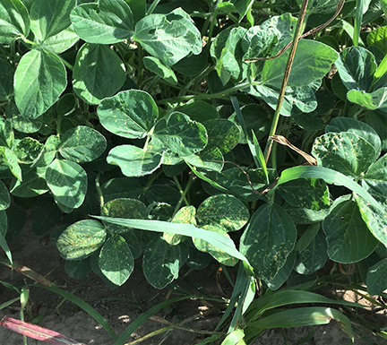 Figure 5. Fomesafen injury applied POST on soybeans.