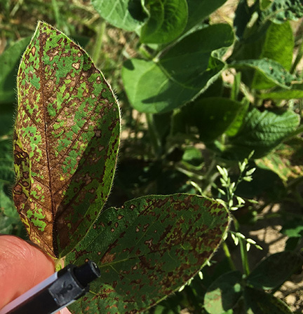 Figure 7. Lactofen injury applied POST on soybeans.