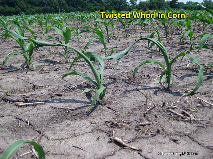 Twisted whorls on a V5 corn plant.