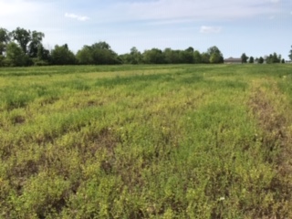 photo of damaged alfalfa