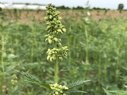 Developing pollen sacs on male hemp plant four weeks after planting (photo taken 6/12/19)