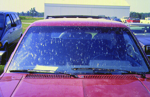 European corn borer moth splatter on a windshield from days of old.