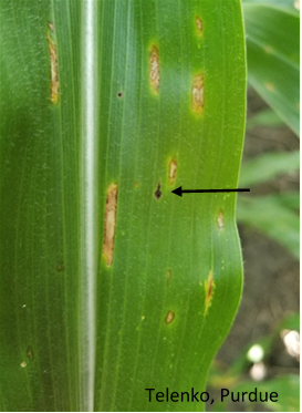 Figure 1. Multiple gray leaf spot lesions (tan with yellow halos) found lower leaves in canopy of a field of continuous corn, surrounding a single tar spot (black arrow). (Photo Credit: Darcy Telenko)