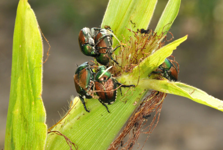 Japanese Beetle Treatment Guidelines Allen County Ag And Natural Resources 1136