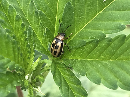 Bean leaf beetle found on hemp, no noticeable foliar damage.