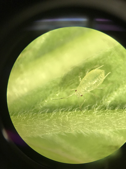 Cannabis aphid under the scope.