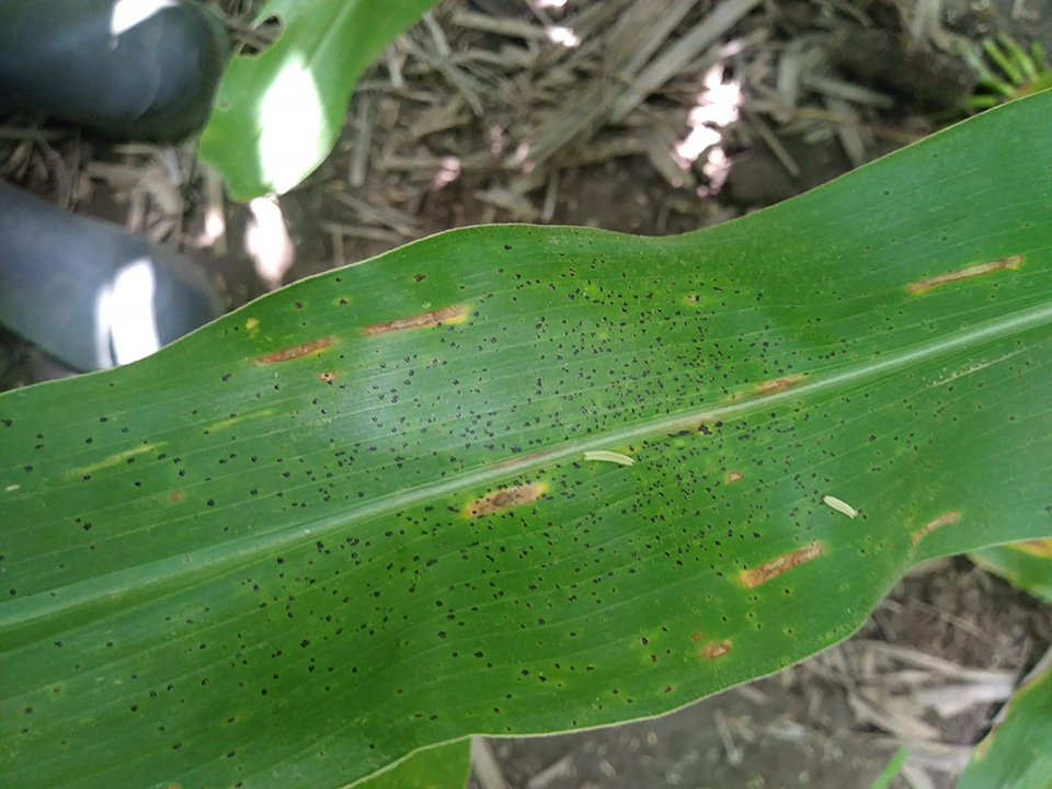 Figure 4. Multiple tar spot stroma found in the lower canopy. (Photo Credit: Tiffanna Ross, Purdue)