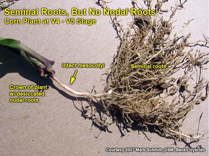 Seminal roots, but no upper nodal roots.