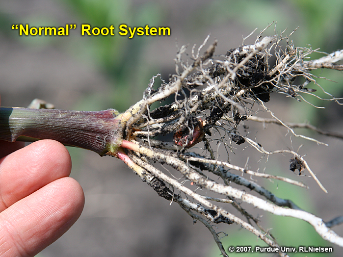 Root system of "normal" plant.