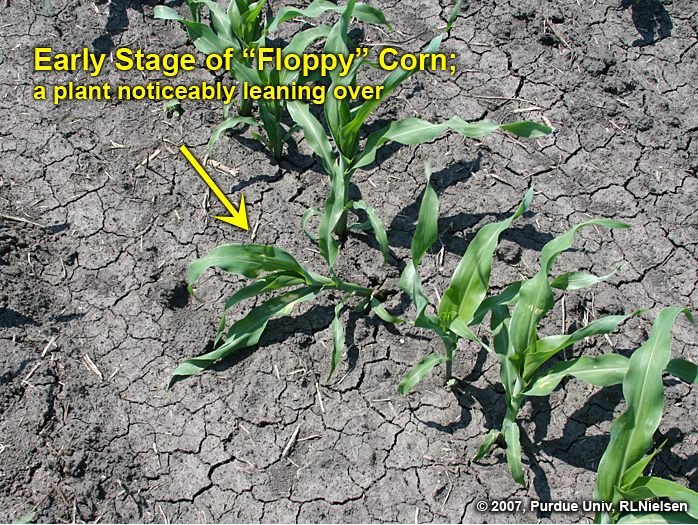 Early stage of "floppy" corn.
