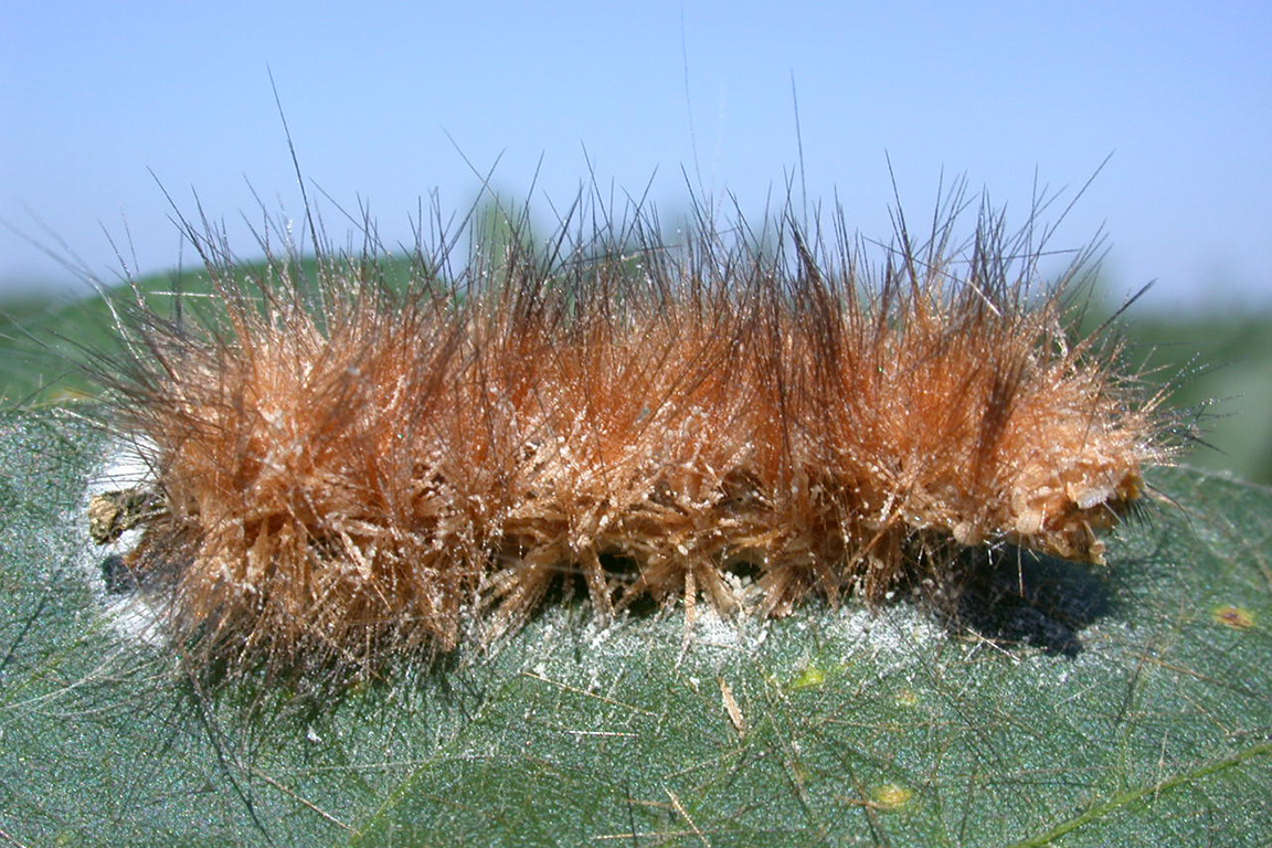 Diseased woollybear caterpillar.