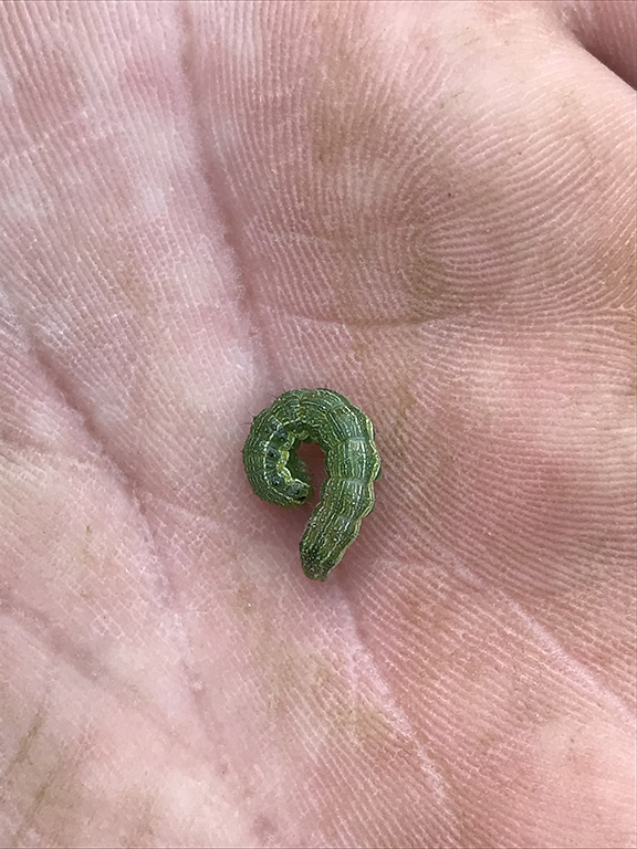 Figure 2. Corn earworm found on a CBD hemp plant.
