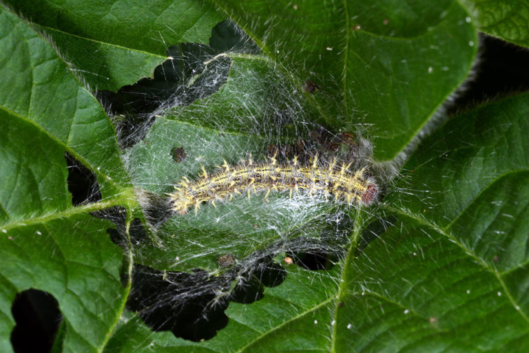 Soybean Defoliating Caterpillars Late in the Season | Purdue University ...