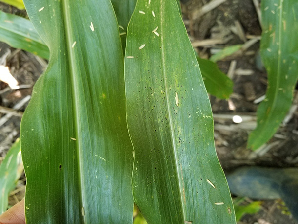 Figure 3. An example of a leaf with just one tar spot stroma (left) and a leaf with multiple stroma (right). (Photo Credit: Darcy Telenko)