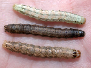 corn earworm, fall armyworm, and western bean cutworm