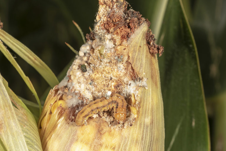 Worms in Corn Ears Still Being Found, Even Bt Traited Purdue