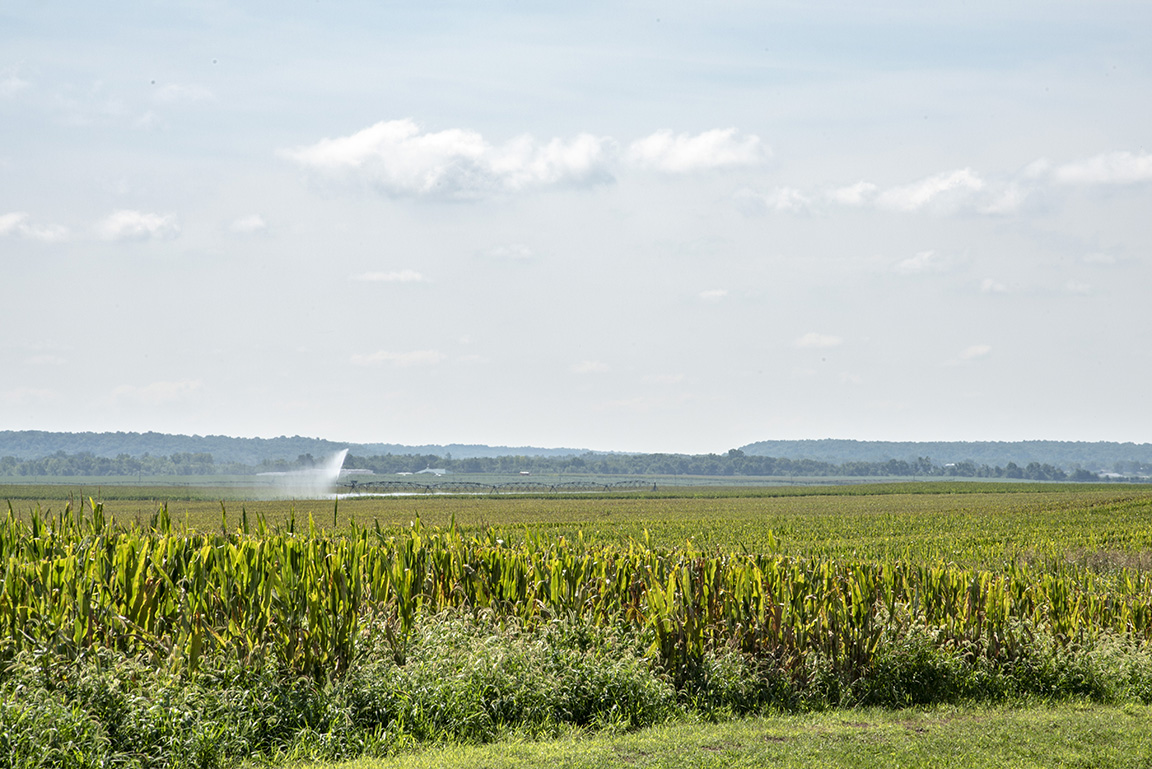 seed corn irrigation