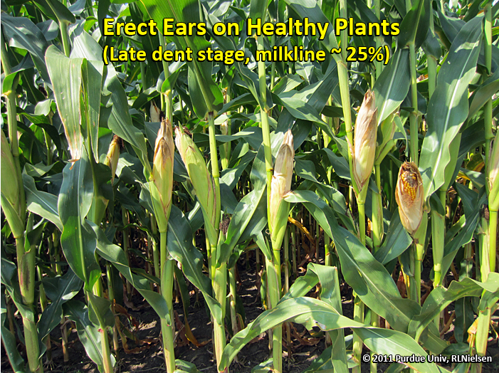 Erect ears on healthy plants.