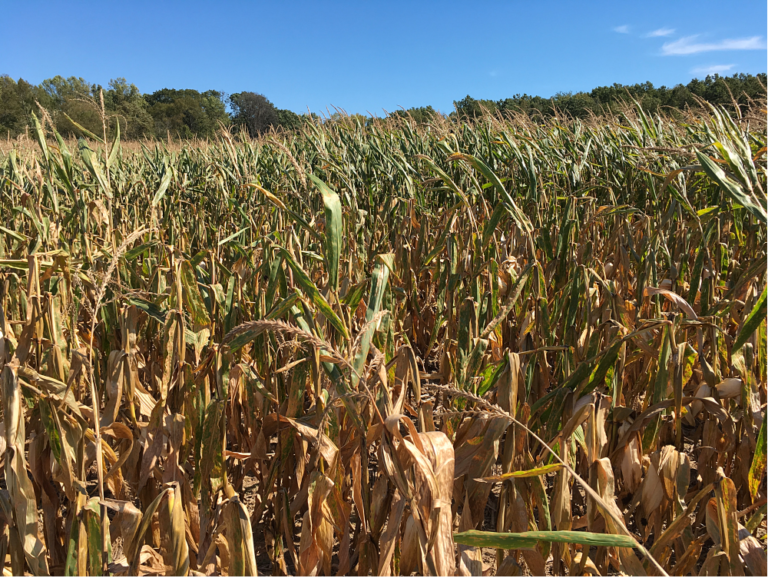 Premature Plant Death Due to Drought Stress Insult to Injury Purdue