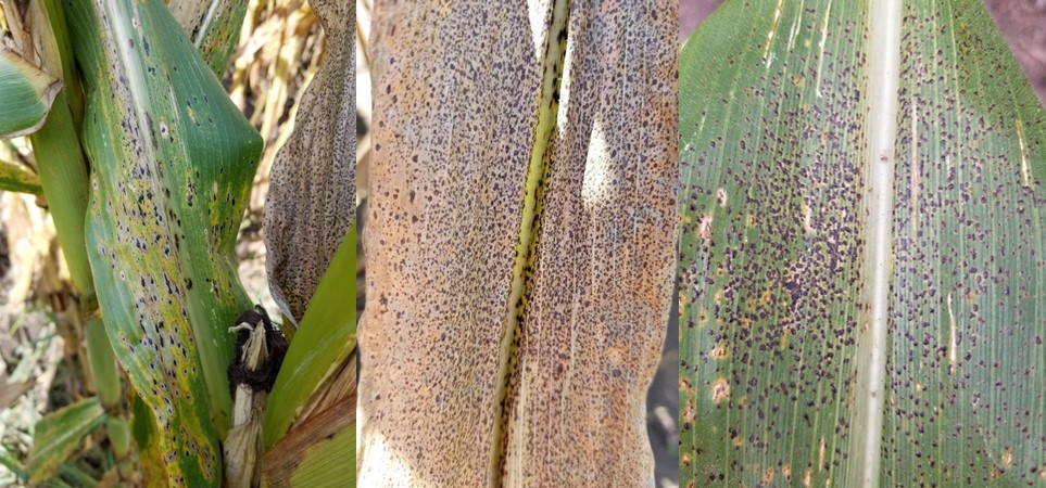 Figure 2. Corn leaves infected by tar spot. Infection can range from severe to mild on a leaf. The spots will be raised (bumpy to the touch) and will not rub off. In addition, they be surround by a tan or brown halo. (Photo Credit: Darcy Telenko)
