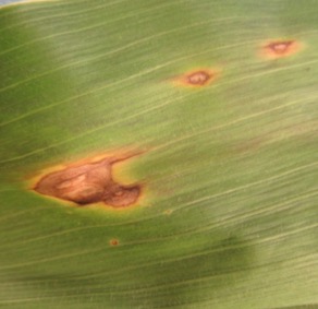 Figure 1: Early anthracnose leaf blight lesions.