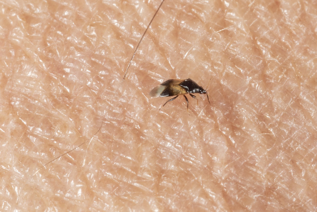 Little Black Bug…BIG Bite | Purdue University Pest&Crop newsletter
