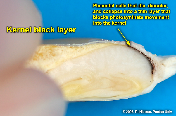 kernel black layer