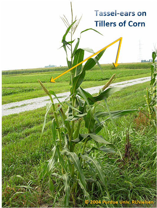 Tassel-ears on tillers of corn