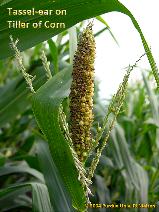 Tassel-ear on tiller of corn
