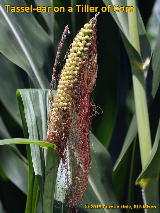 Tassel-ear on tiller of corn