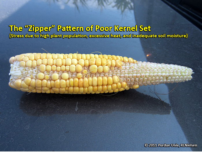 zipper pattern of poor kernel set