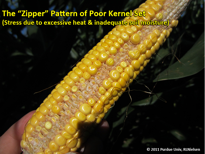 the zipper pattern of poor kernel set