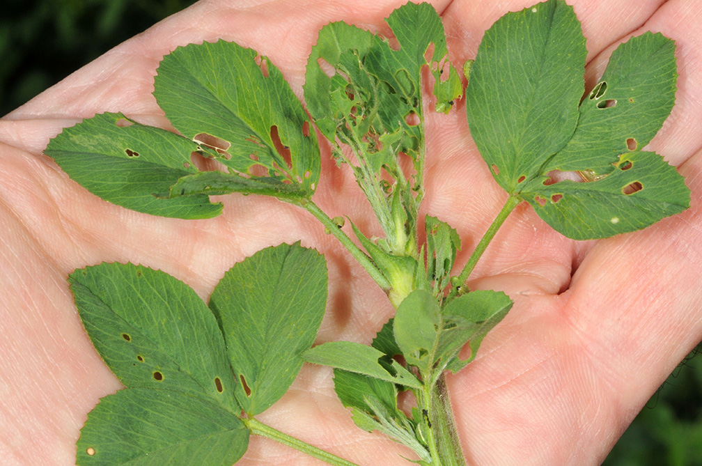 Alfalfa weevil damage to upper foliage of stems