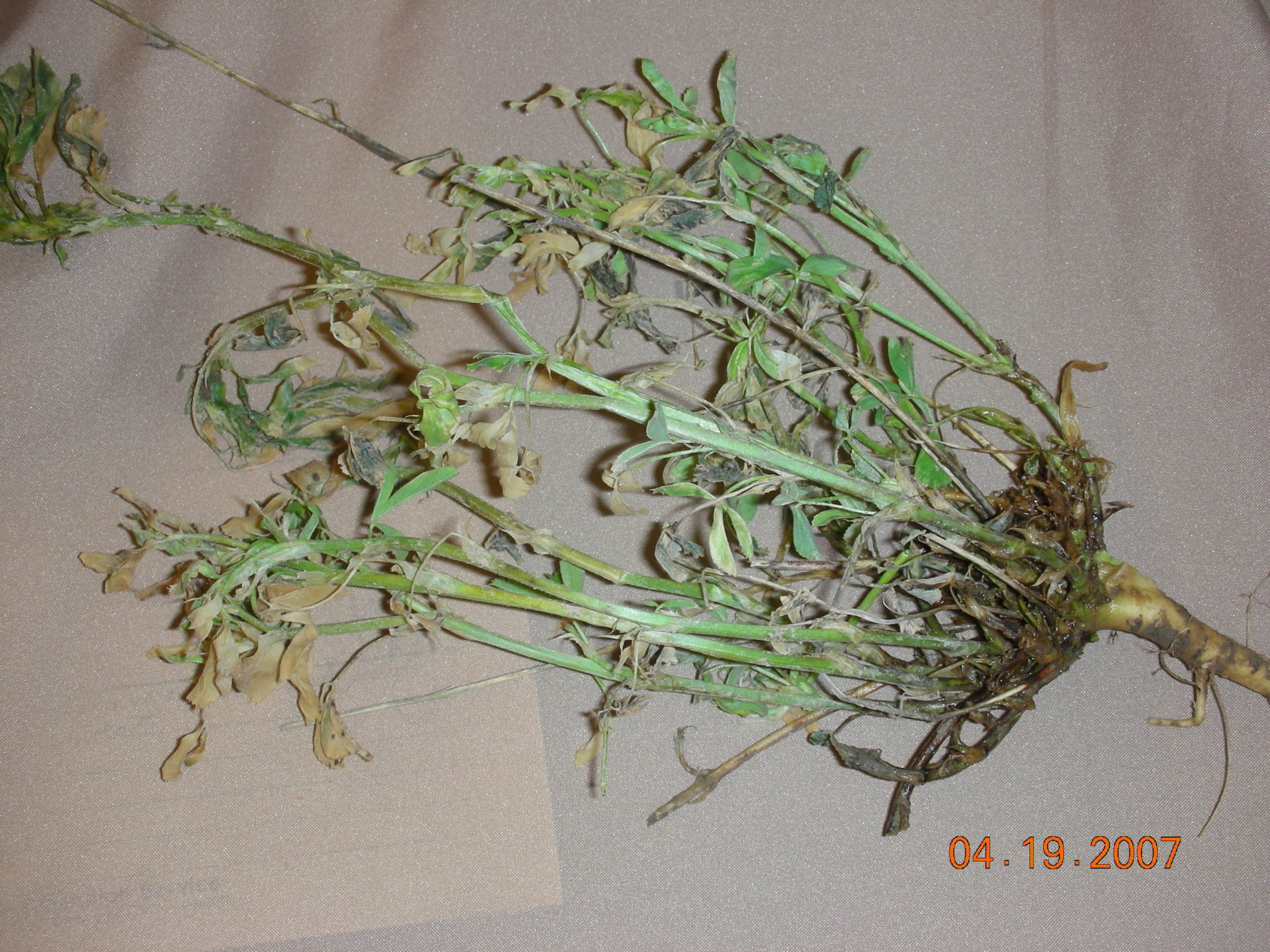Alfalfa will lose its upright integrity and appear water soaked (mushy) with severe freeze damage.