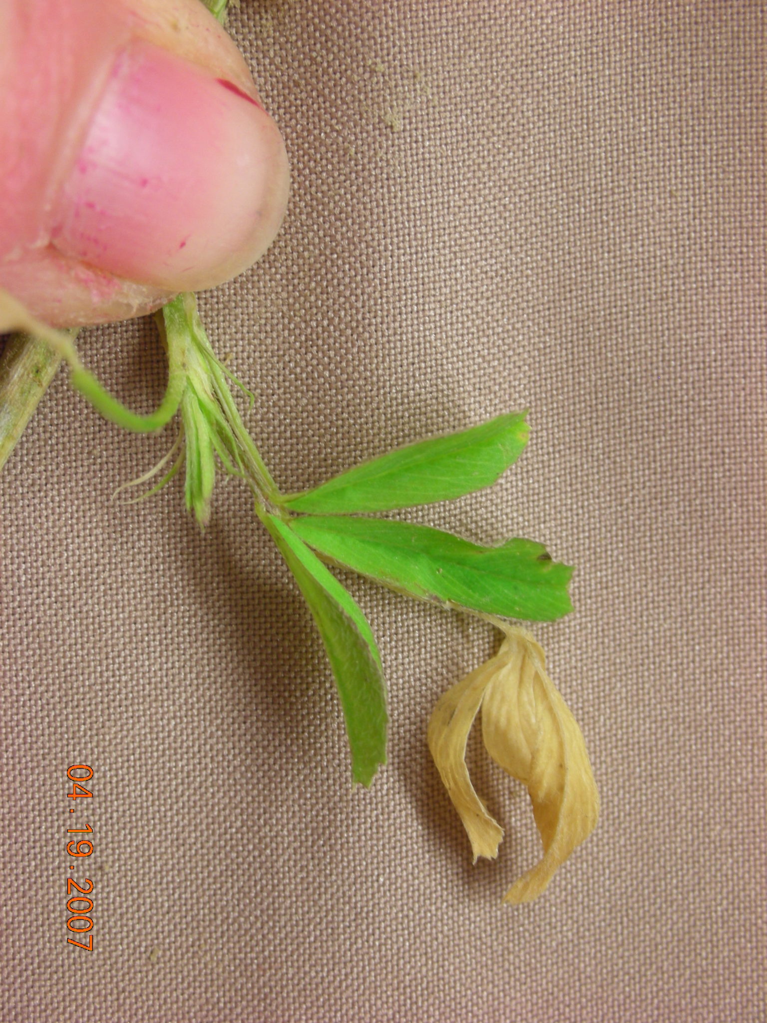 Alfalfa leaflets that emerge after a freeze will be bleached.
