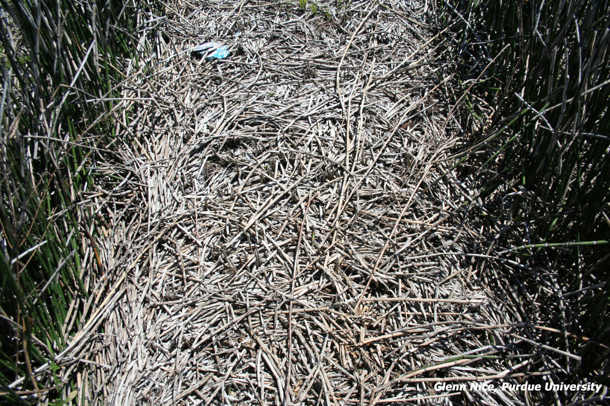 Figure 6. Habitat applied in the fall showing no regrowth in the spring. Picture taken 200 days after fall applications.