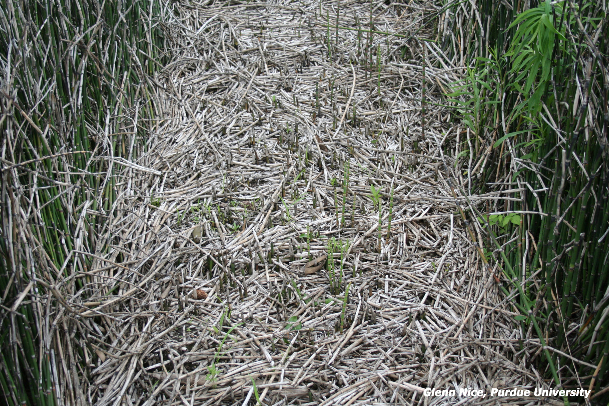 Figure 7. Milestone applied in the fall showing a small amount of regrowth. Picture taken 200 days after fall applications.
