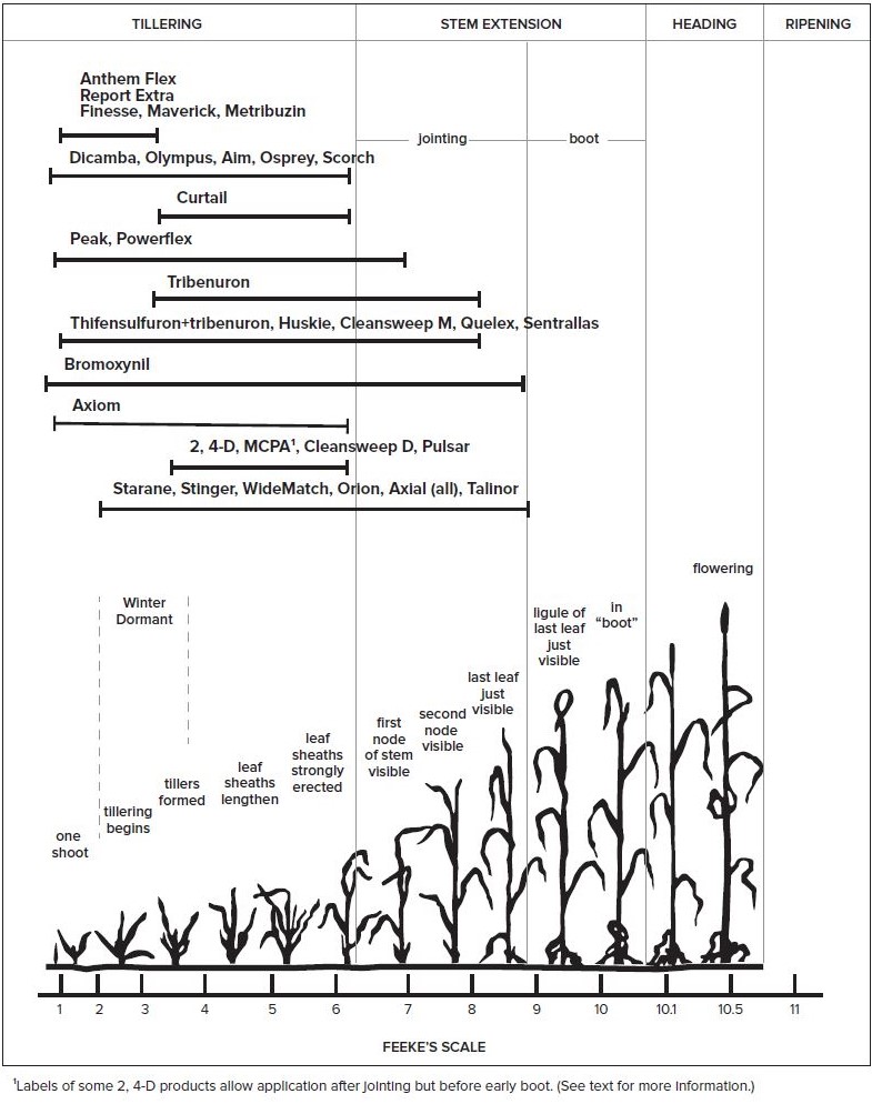 Figure 1. Feeke’s scale of winter wheat stages and herbicide application timings (Source: 2020 Weed Control Guide for Ohio, Indiana and Illinois).