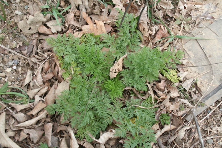 Figure 2. Poison hemlock rosette. (Photo Credit: Travis Legleiter)