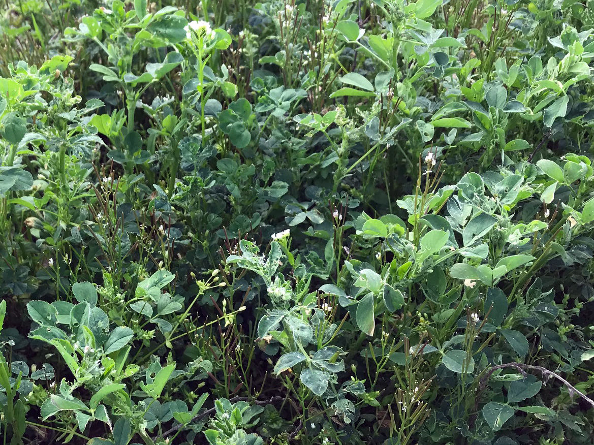 “Foliage damage from alfalfa weevil” (photo credit: Amanda Mosiman)